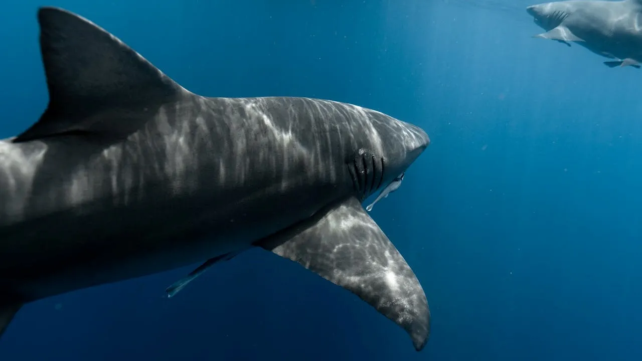 dientes de tiburones