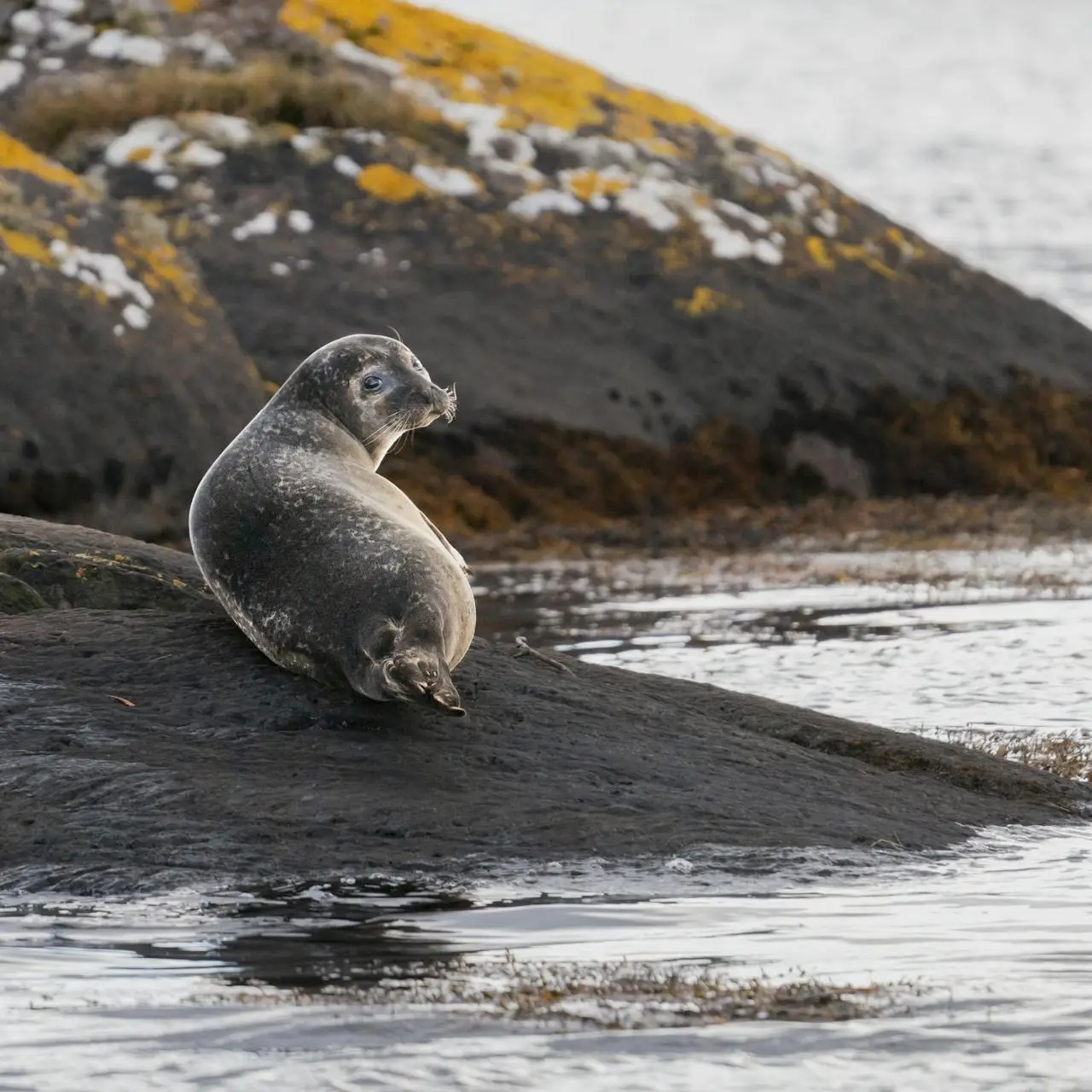 leche de foca gris