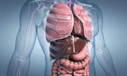 Cómo una dieta alta en grasas puede poner en riesgo la salud del hígado